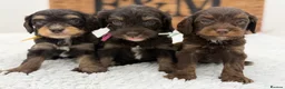 Cavapoo dogs for sale: F1 Health tested Chocolate Cavapoos - Advert 1