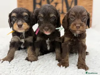 Cavapoo dogs F1 Health tested Chocolate Cavapoos - Advert 2