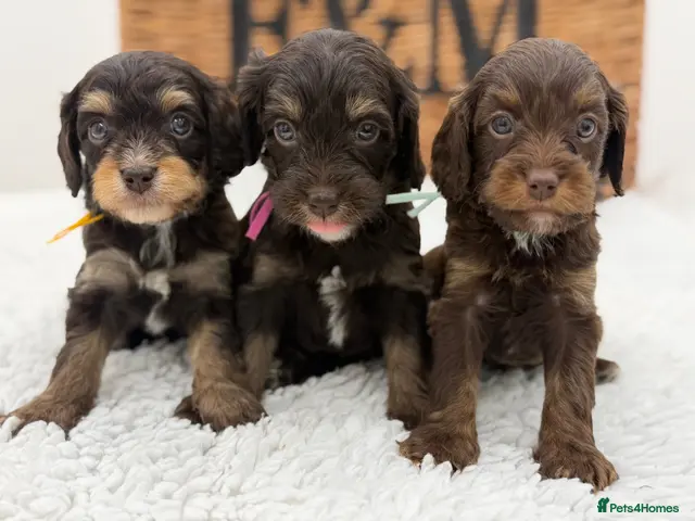 Cavapoo dogs F1 Health tested Chocolate Cavapoos - Advert 9