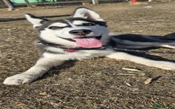 Siberian Husky dogs for sale: Just left 1 girls to reserve! SASHA in Southampton - Image 14