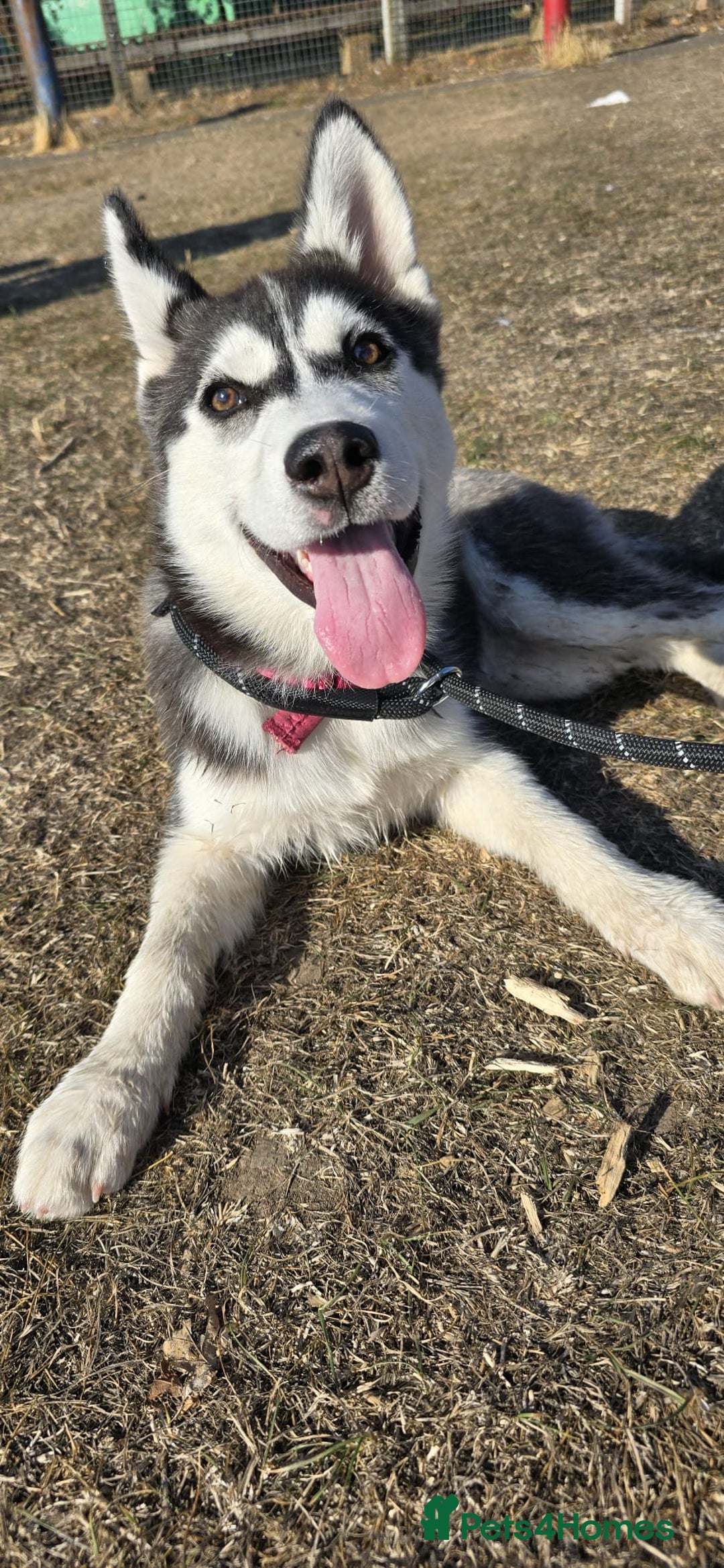 Siberian Husky dogs for sale: Just left 1 girls to reserve! SASHA in Southampton - Image 14