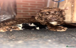 Cockalier dogs for sale: ‼️‼️Best ** grift ever‼️‼️ - Image 1