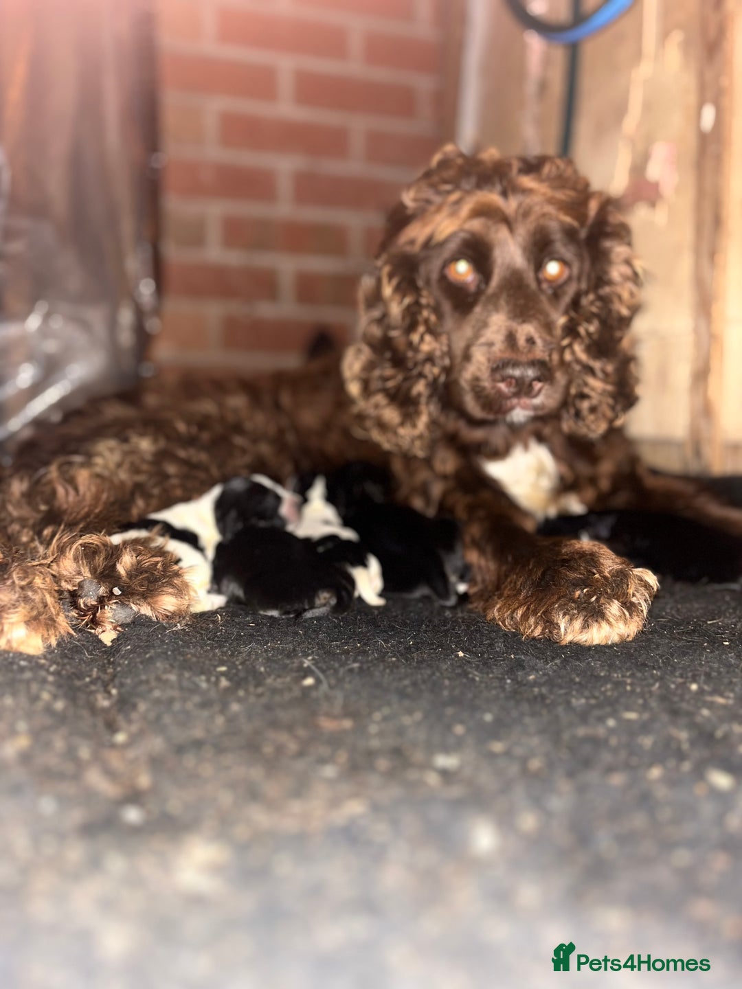 Cockalier dogs for sale: ‼️‼️Best ** grift ever‼️‼️ - Image 1