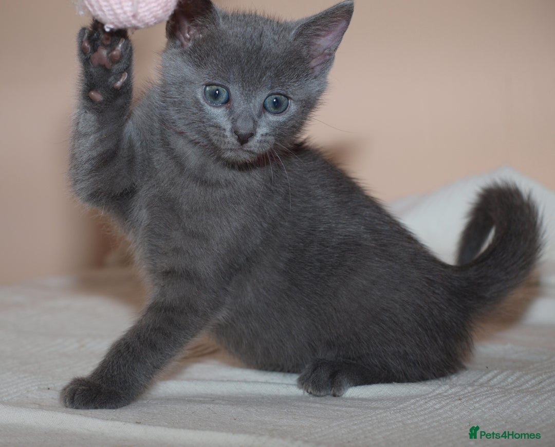 Russian Blue cats for sale: Pure Russian Blue kittens 2 boys one girl - Image 13