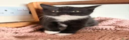 Mixed Breed cats for sale: British blue X Kittens -Super cute! - Advert 9