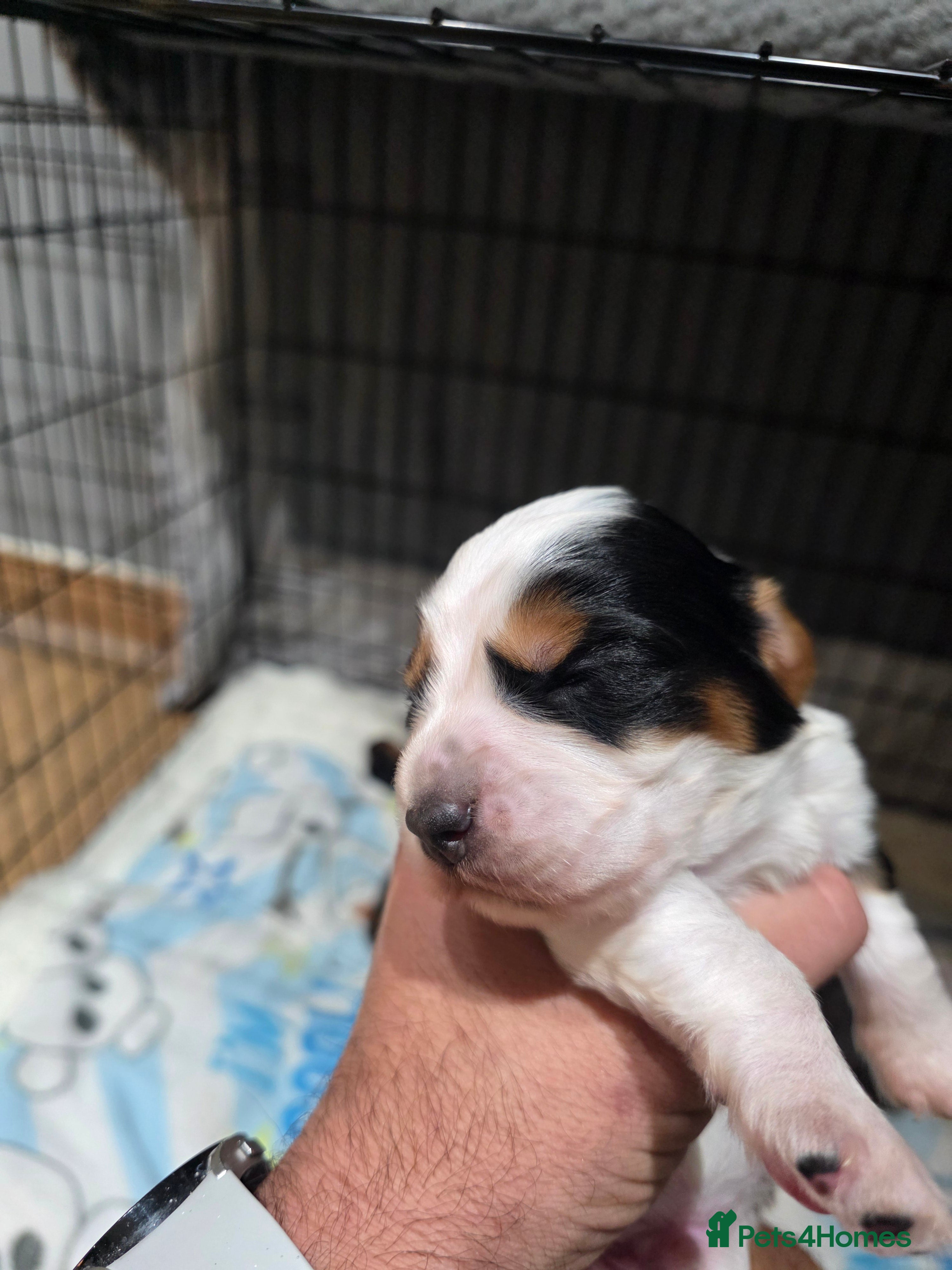 Cocker Spaniel dogs 4 x Stunning working cockers available  - Advert 17