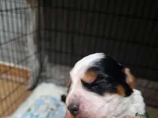 Cocker Spaniel dogs 4 x Stunning working cockers available - Advert 17