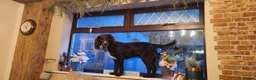 Cocker Spaniel dogs for sale: 1.5yr old cocker Spaniel for sale.  - Advert 4