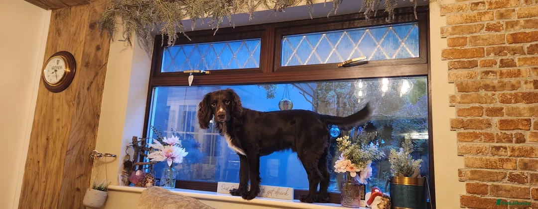 Cocker Spaniel dogs for sale: 1.5yr old cocker Spaniel for sale.  - Advert 4