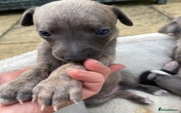 Whippet dogs for sale: Adorable home bred KC whippets - Image 17