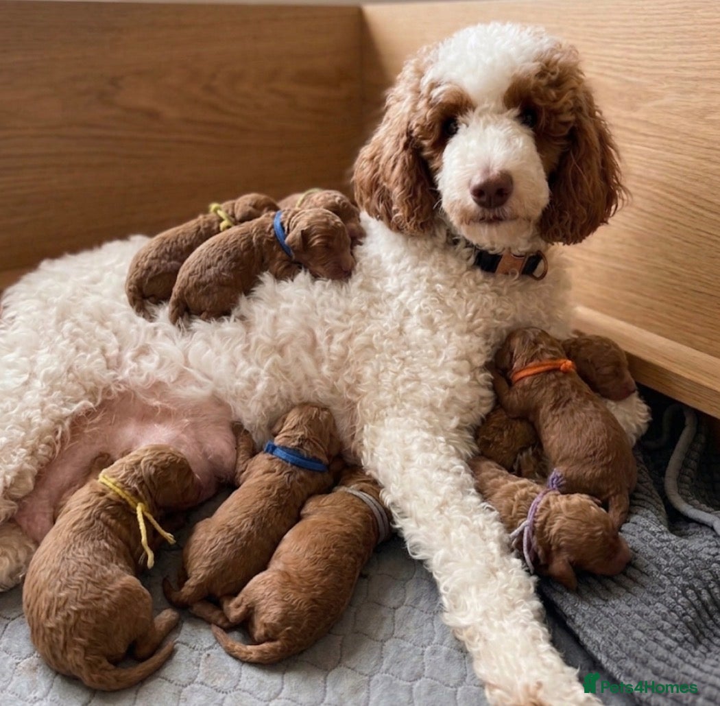 Goldendoodle dogs Beautiful double doodle puppies.  - Advert 1