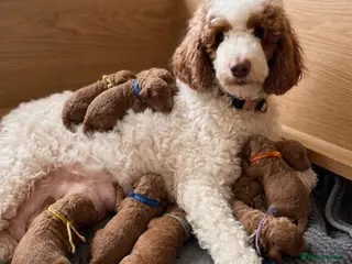 Goldendoodle dogs Beautiful double doodle puppies. - Advert 2