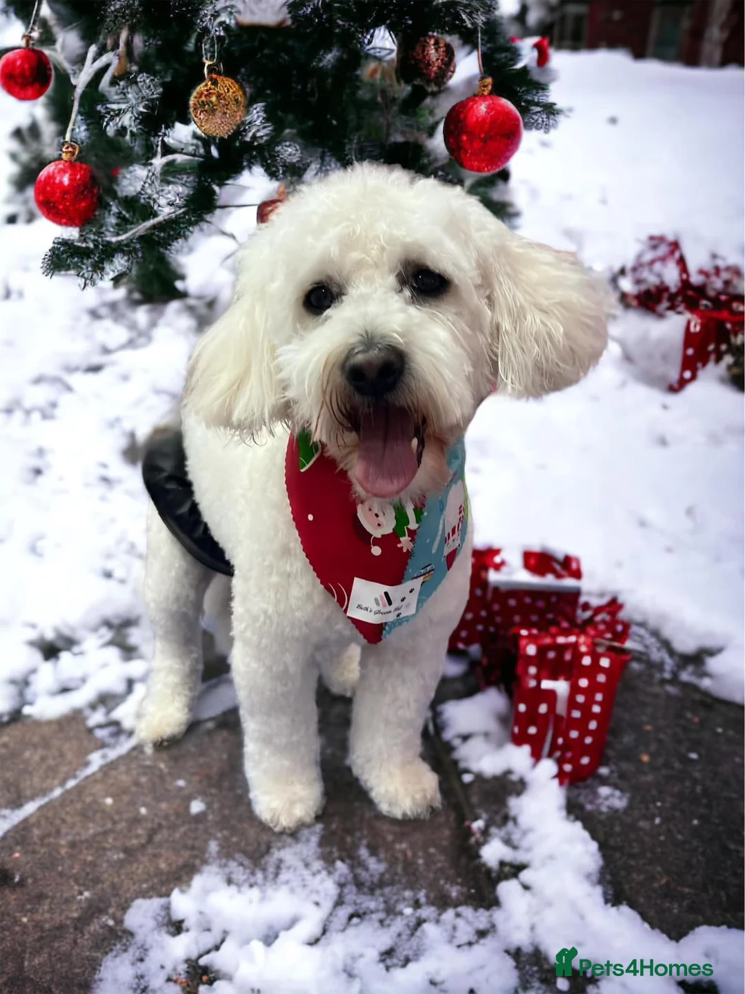 Mixed Breed dogs for stud: Cock a chon for stud  - Advert 2