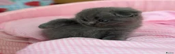 Scottish Fold cats for sale: 😊Tabby Scottish fold  - Advert 32