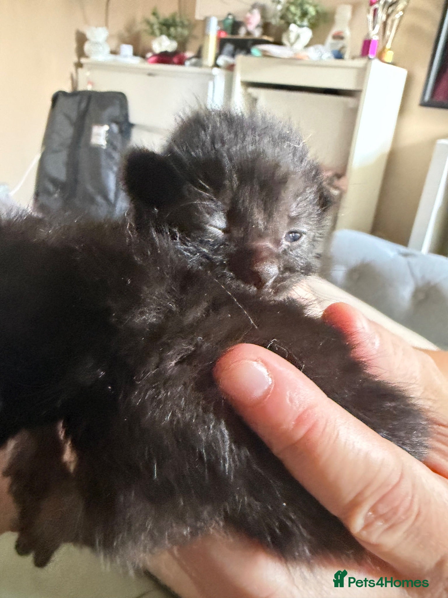 Mixed Breed cats Baby cats  - Advert 4