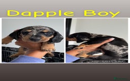 Dachshund dogs for sale: Miniature dachshunds - Image 3