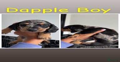 Dachshund dogs - Advert 8