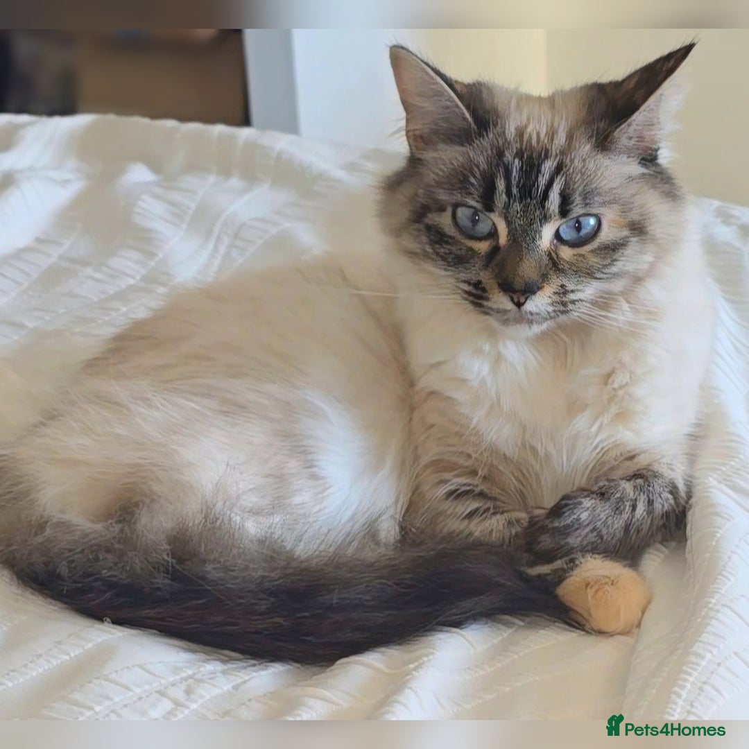 Ragdoll cats for sale: Ready 18th December 🤎 beautiful female ragdolls x - Advert 5