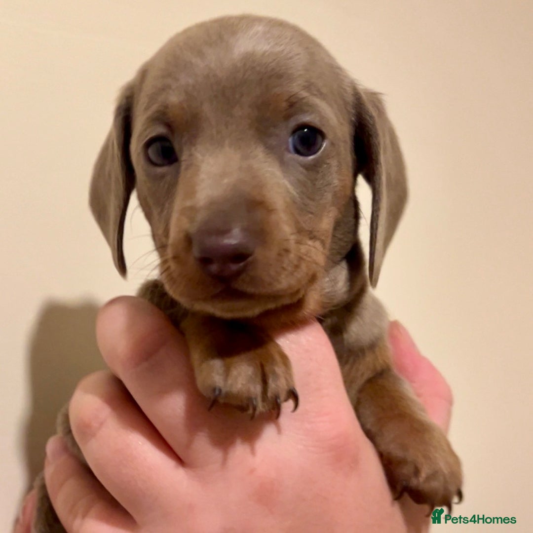 Miniature Dachshund dogs for sale: 🐾Beautiful kc mini dachshund pups ready 20 Dec🐾 - Advert 24