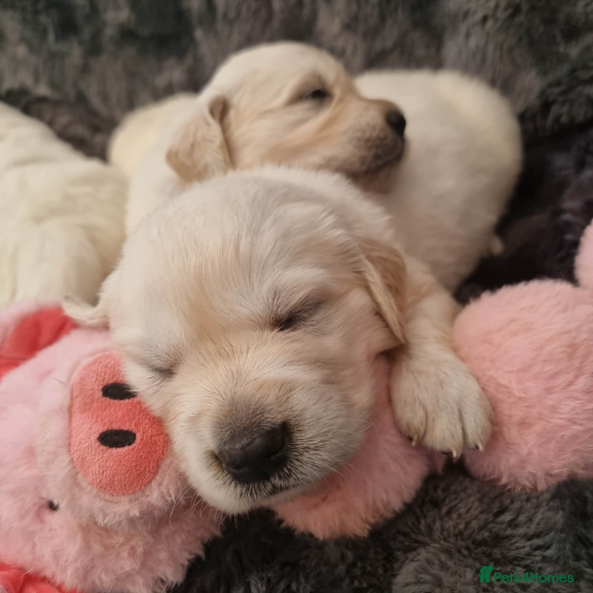 Golden Retriever dogs KC Golden Retriever Puppies – Waiting List Open - Advert 1