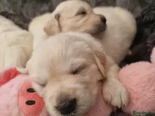 Golden Retriever dogs KC Golden Retriever Puppies – Waiting List Open - Advert 1