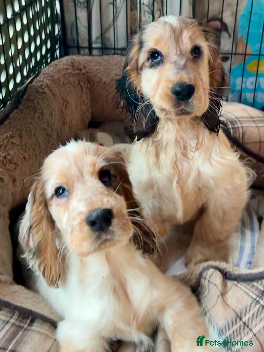 Cocker Spaniel dogs for sale: Gorgeous pair of pups remaining  - Advert 1