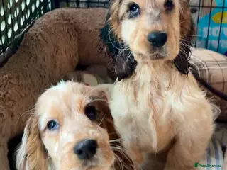 Cocker Spaniel dogs New year, new friend? - Advert 4