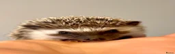 Pygmy Hedgehog rodents for sale: Adorable African Pygmy Hedgehog Babies Male Female - Advert 6