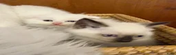 Scottish Fold cats for sale: Gorgeous Scottish Fold & Straight Kittens  in Ayr - Advert 9
