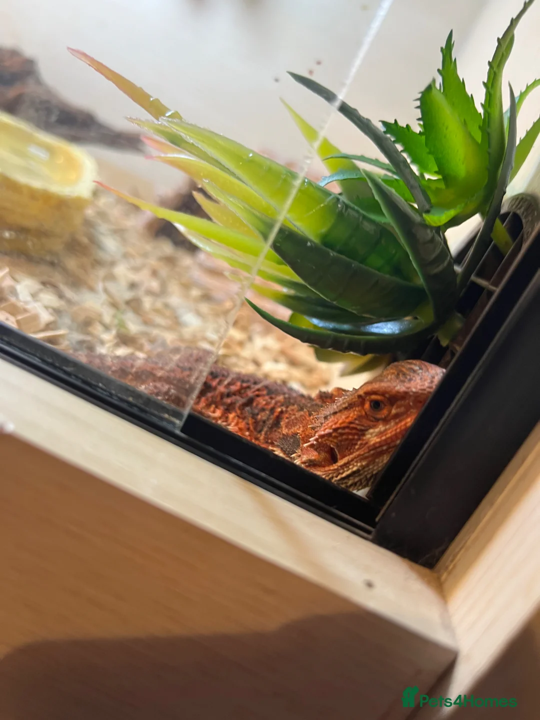 Bearded Dragon reptiles for sale: male bearded dragon and Viv set up  - Advert 1