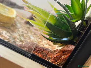Bearded Dragon reptiles male bearded dragon and Viv set up - Advert 5