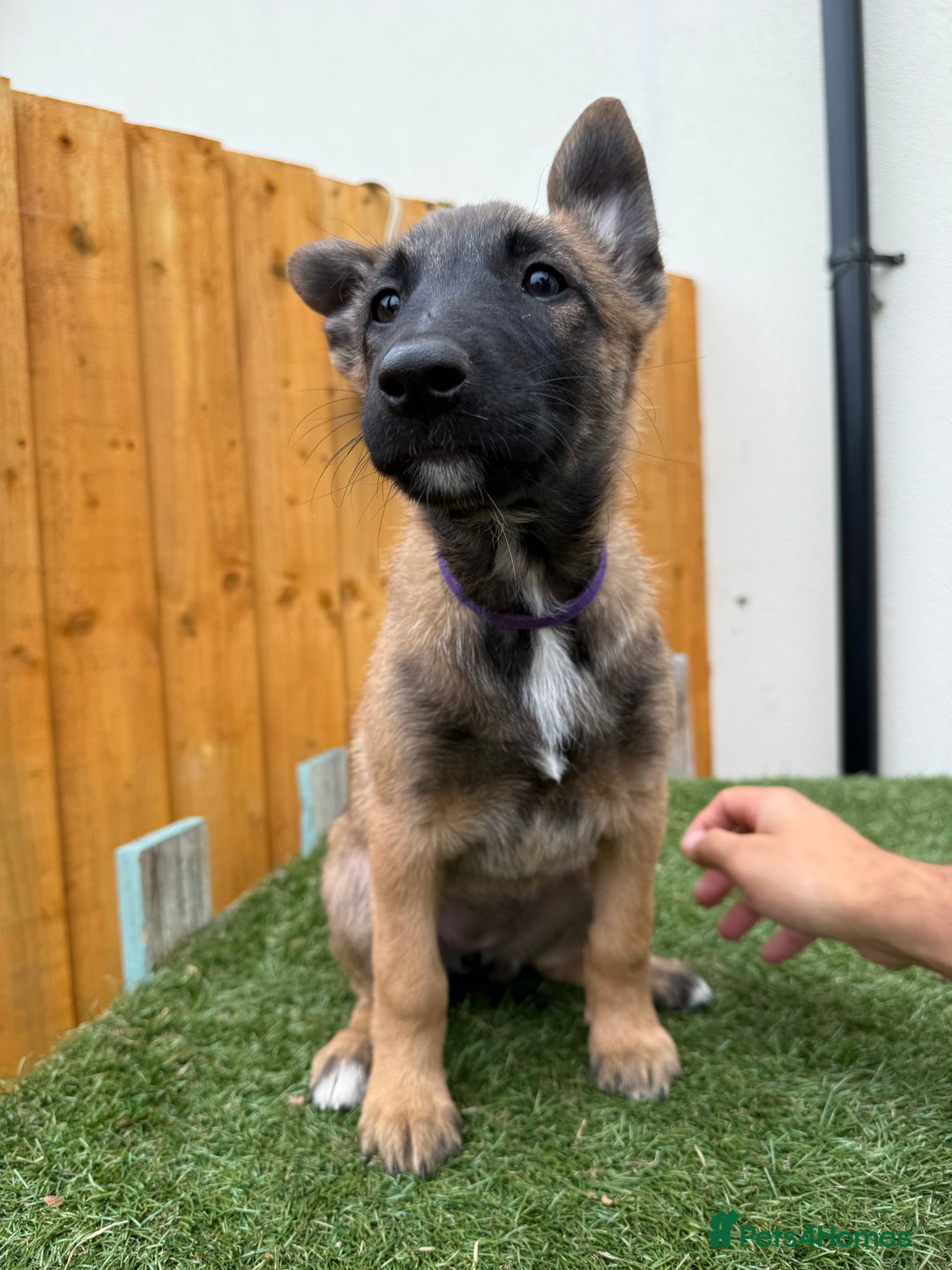 Belgian Shepherd Dog dogs for sale: Belgian Malinois puppies🐾 - Image 27