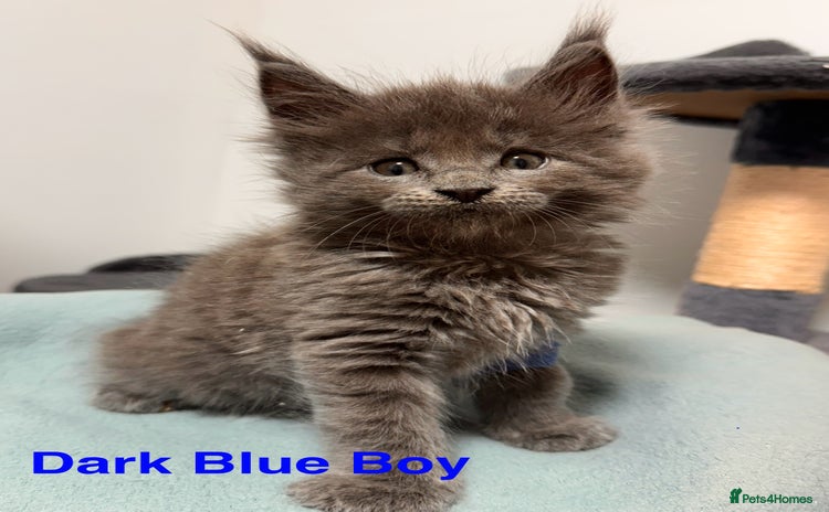 Maine Coon cats - Advert 2