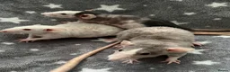 Rat rodents for sale: Double Rex Rats Male and Female  - Advert 7