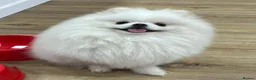 Pomeranian dogs for sale: Amazing pure white KC puppies looking for lovely🏠 - Advert 7