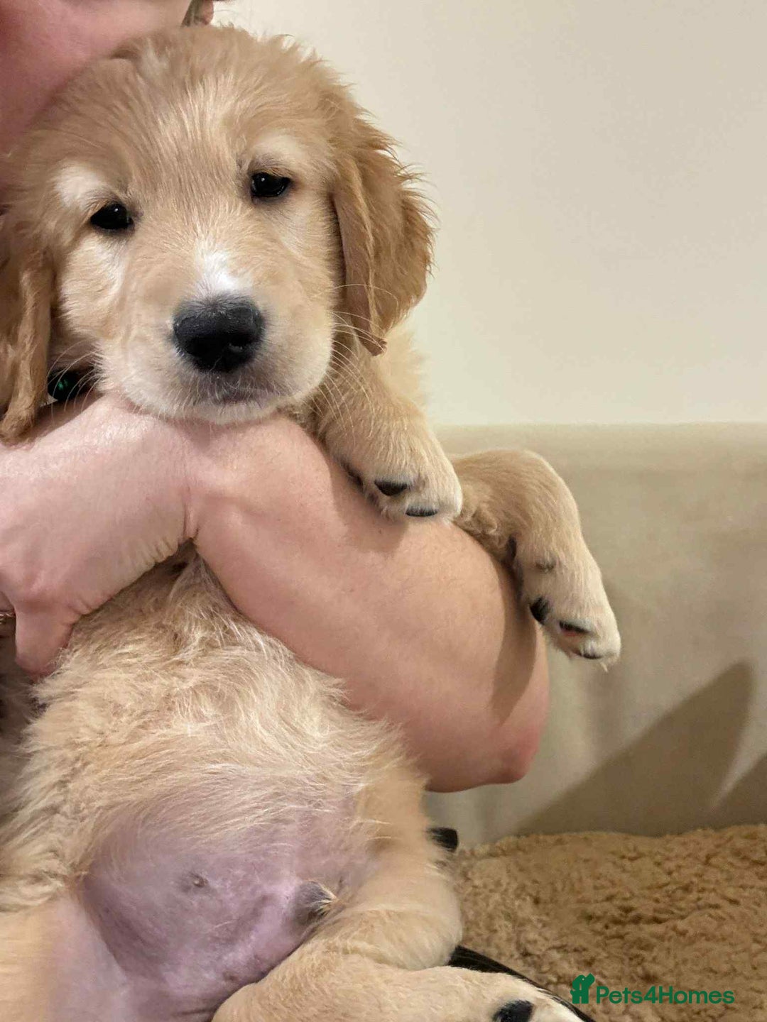 Golden Retriever dogs for sale: 🤍🧸 Other litter - last 2 puppy girls available - Advert 3