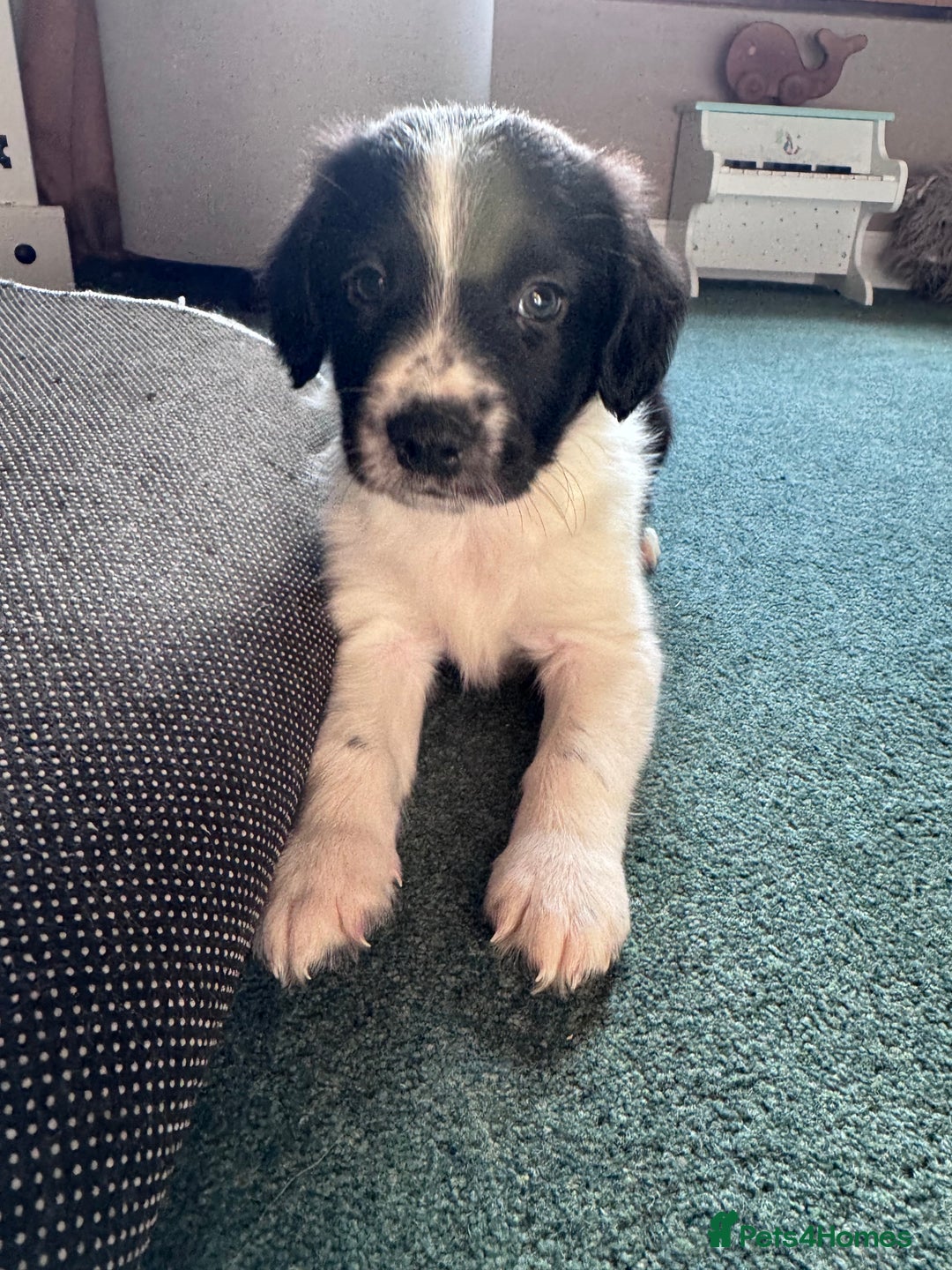 Sprollie dogs for sale: 3 beautiful sprollie pups - Image 17