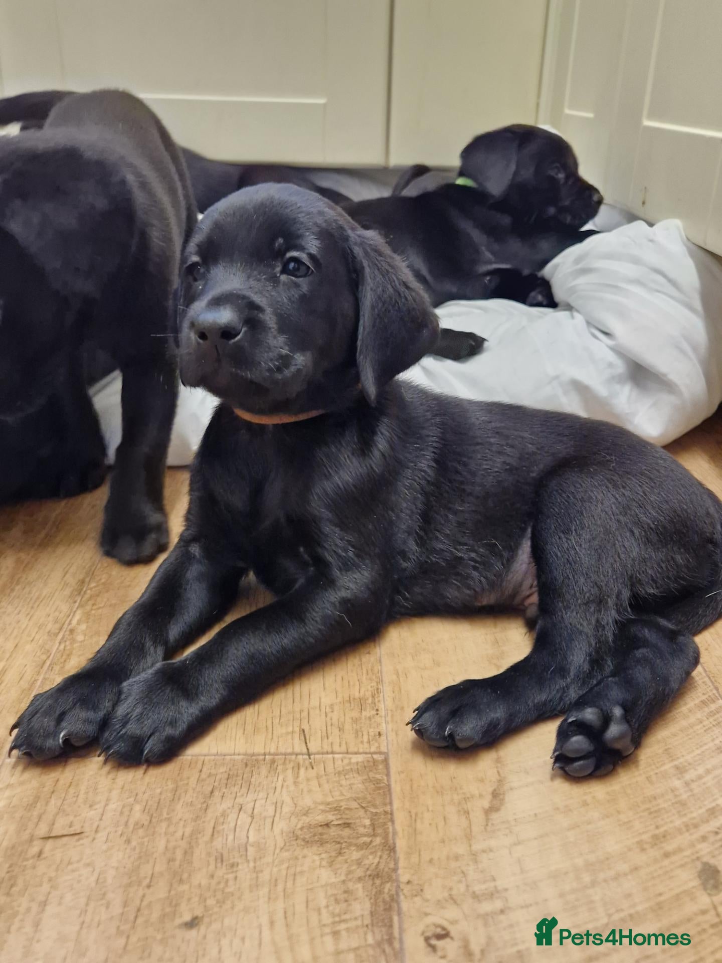 Labrador Retriever dogs Black Lab Pups INT FT Ch Sire Champion Bloodlines - Advert 2