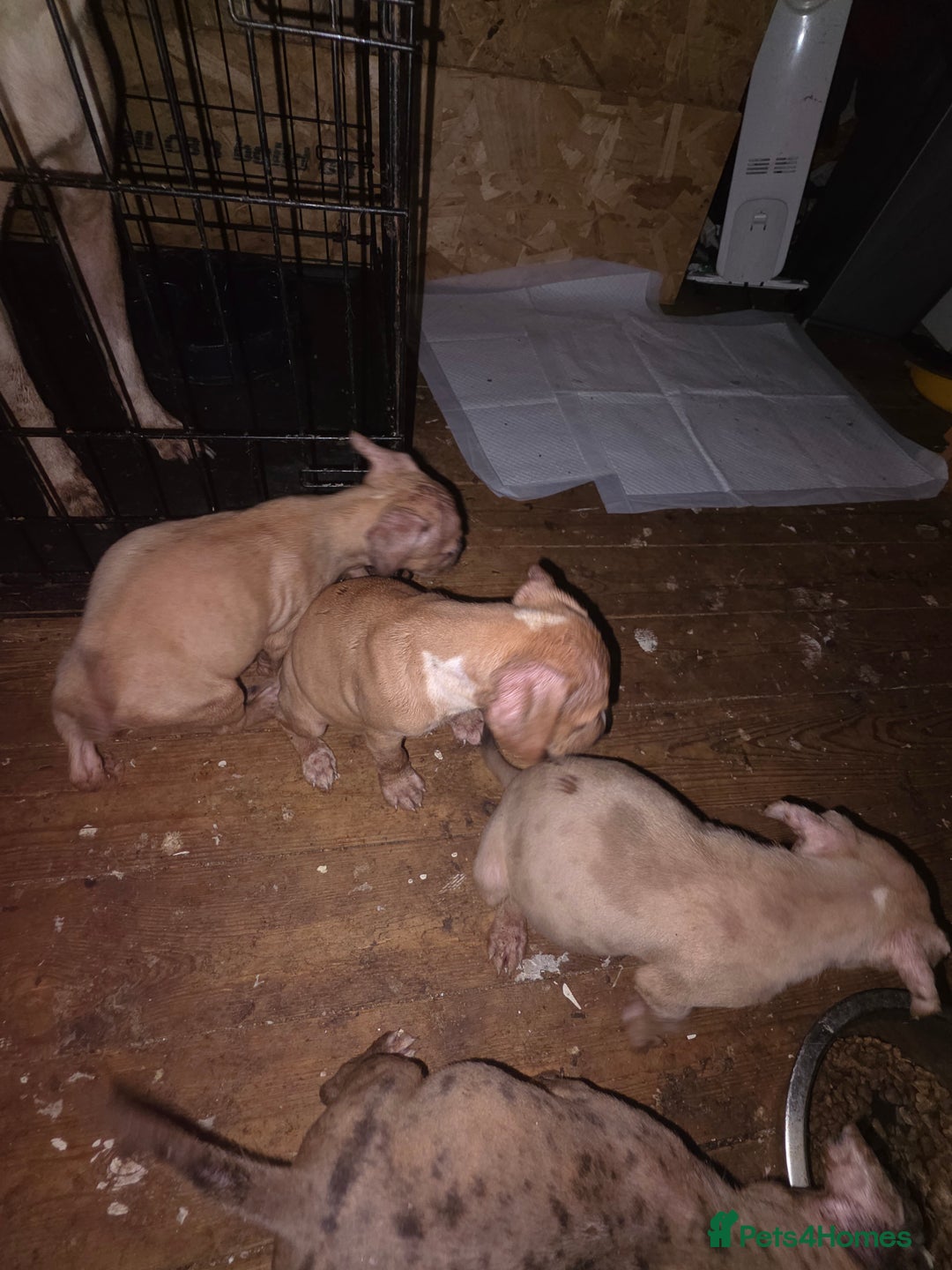 Mixed Breed dogs for sale: 3 female 9 week old puppies - Advert 7