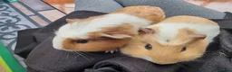 Guinea Pig rodents for sale: 6 Healthy Young Guineas for sale  - Advert 4