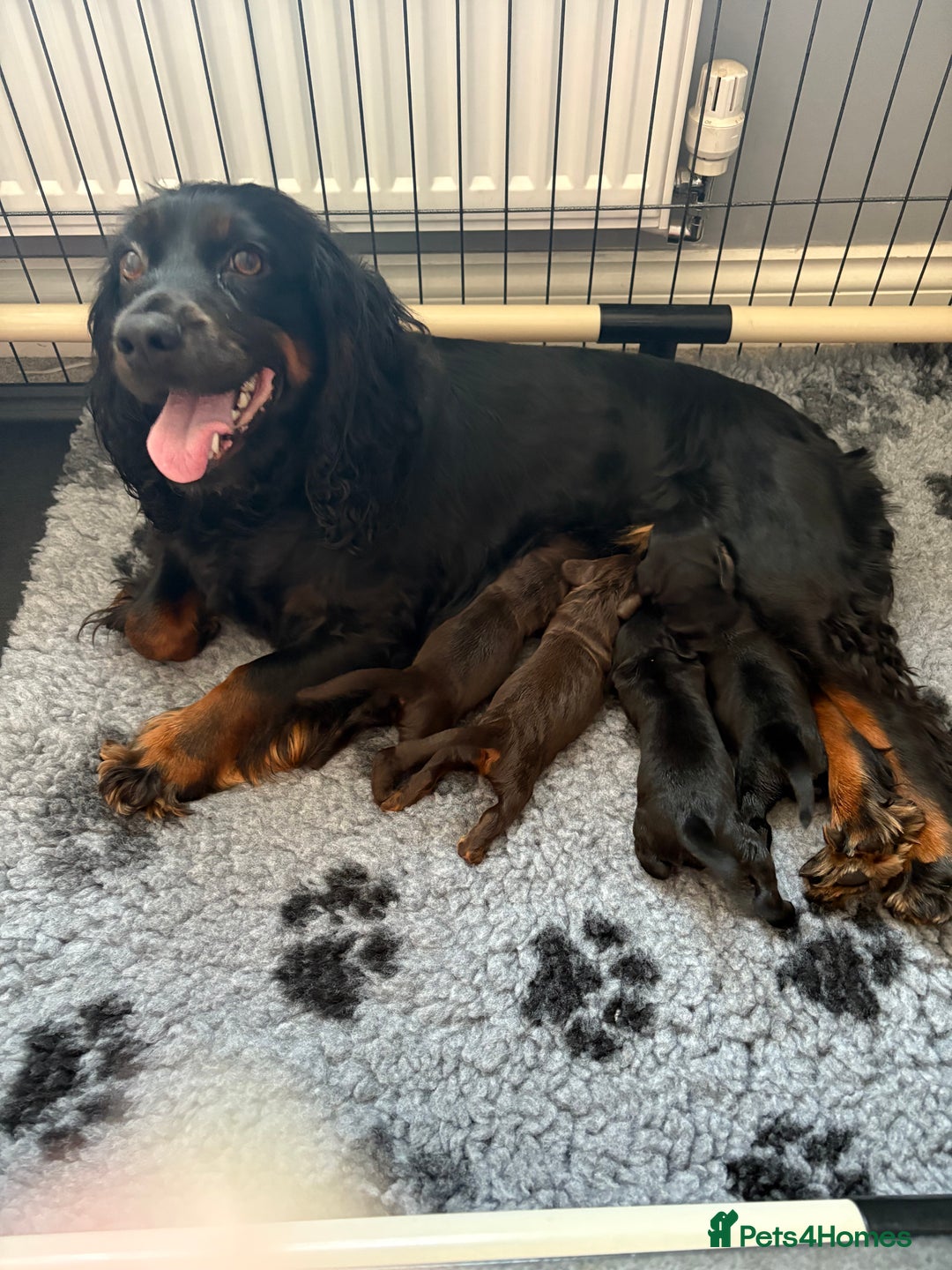 Cocker Spaniel dogs for sale: 3 Adorable kc reg cocker spaniel puppies  - Image 1
