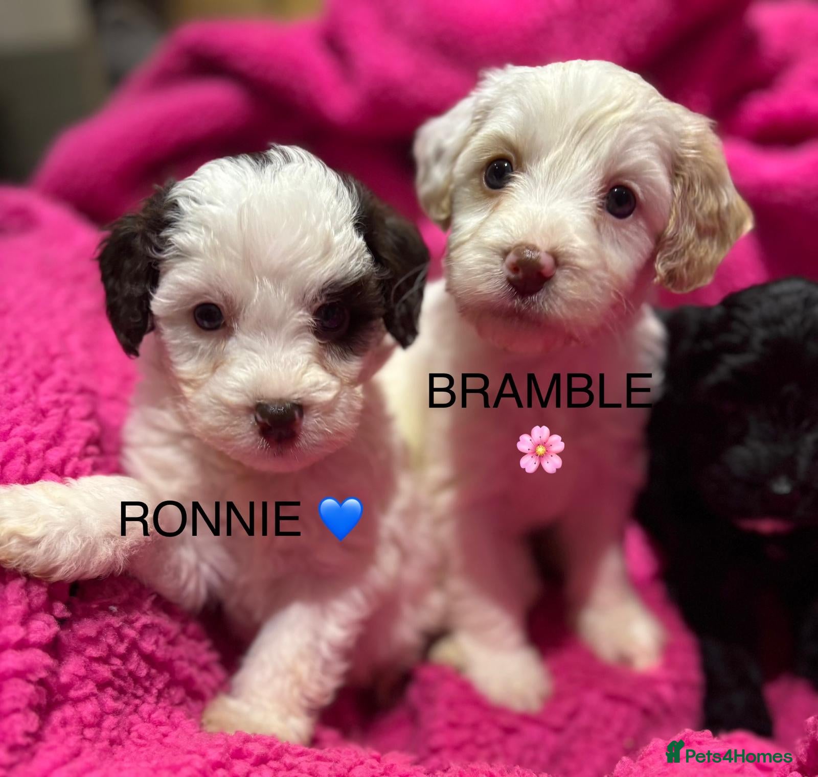 Cockapoo dogs 💛*COCKERPOO’S READY NOW in Cheshire*💛🏡 - Advert 1