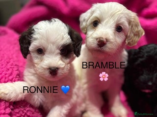 Cockapoo dogs 💛*COCKERPOO’S READY NOW in Cheshire*💛🏡 - Advert 1