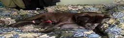 Staffordshire Bull Terrier dogs for sale: KCRegistered BlueStaffordshire BullTerrier Puppies in Clydebank - Advert 22