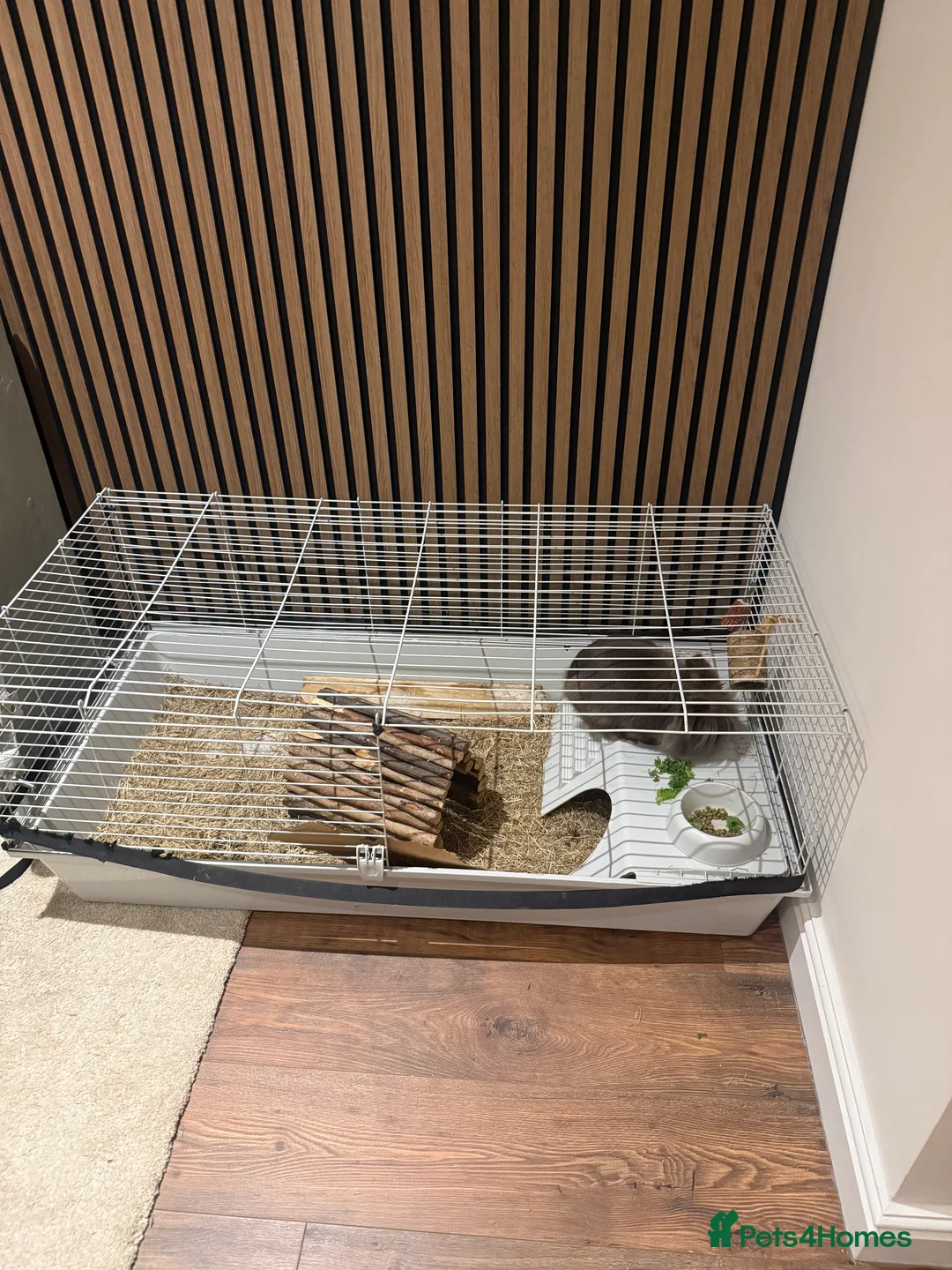 Lionhead rabbits for sale: Lionhead Rabbit - with 2 cages - Advert 4
