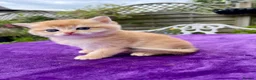 British Shorthair cats for sale: Golden, Golden Colourpoint & Silver Tipped - Advert 14