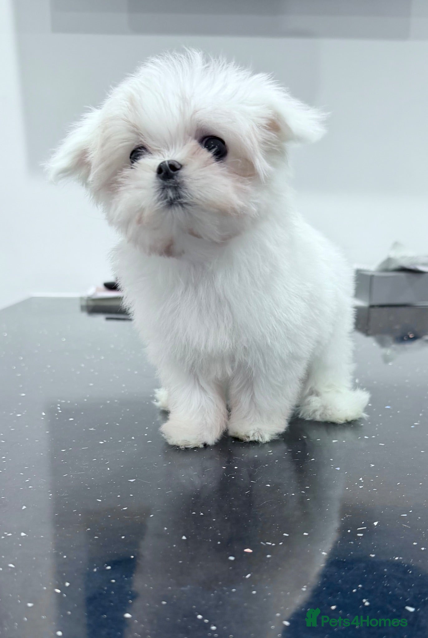Maltese dogs Beautiful pure Korean Maltese puppies  - Advert 2