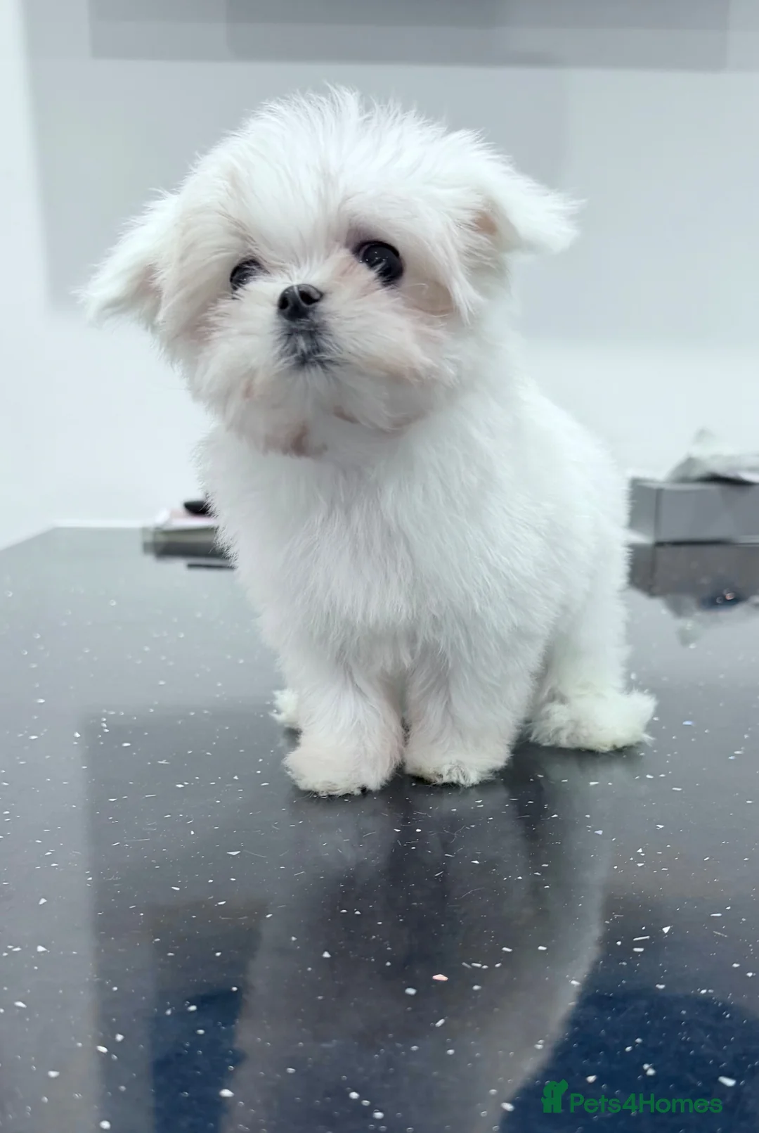Maltese dogs for sale: Beautiful pure Korean Maltese puppies  - Advert 2