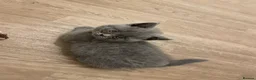 British Shorthair cats for sale: Pedigree British shorthair kittens  - Advert 32