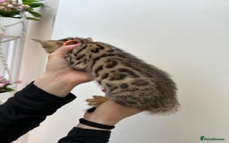 Bengal cats for sale: GORGEOUS PURE BENGAL KITTENS READY TO GO ❤️ - Image 3